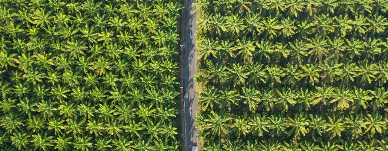 Overhead view of a palm oil farm