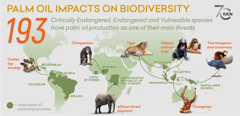 Palm Oil Impacts on Biodiversity