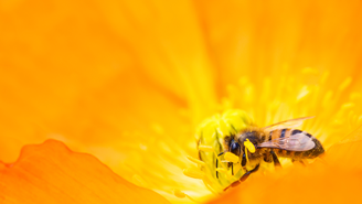 Close up of a bee on the petals of a bright yellow flower