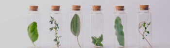 green leaves inside six small glass vials